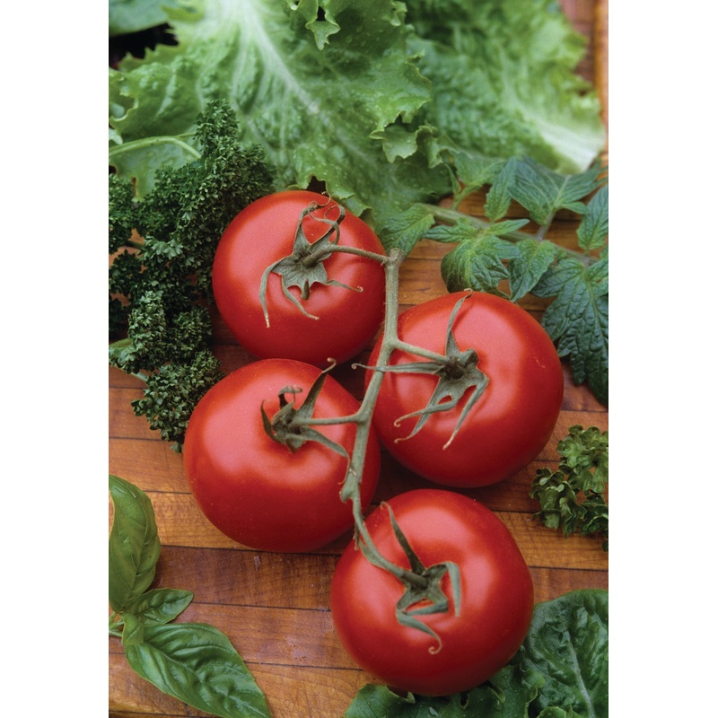 TOMATO RUTGERS