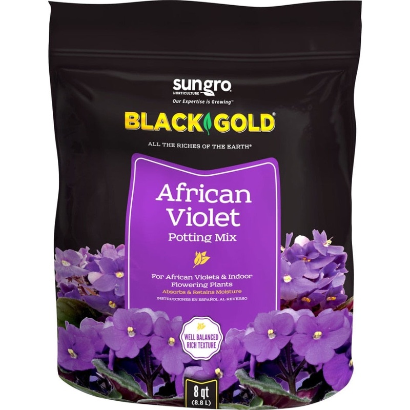 Black Gold African Violet Mix|8 QT