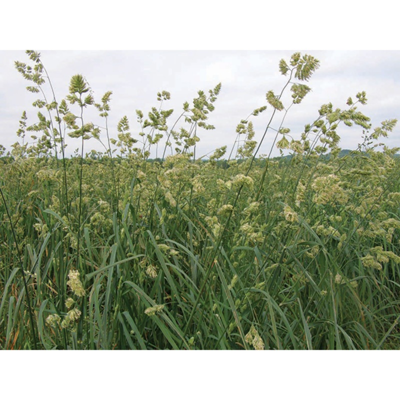 Southern States Hallmark Orchardgrass