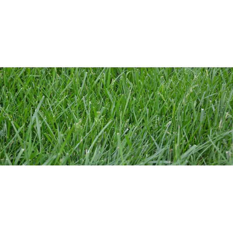 Pennington Fescue Kentucky 31 50lb