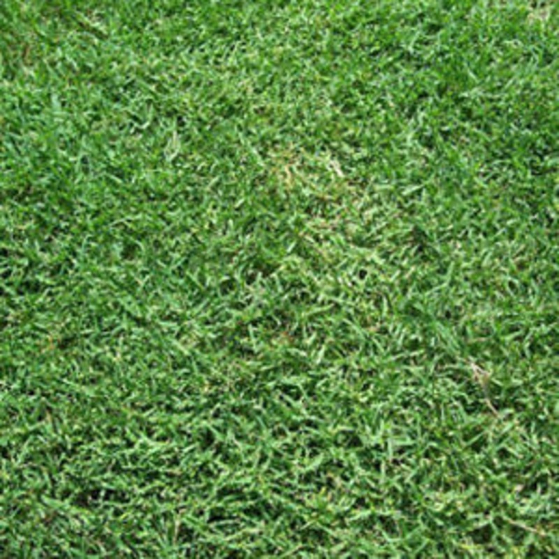 BWI Companies Inc. Common Bermudagrass, Hulled & Coated – 50 lb