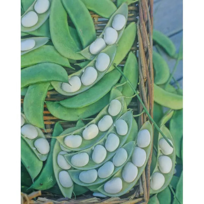 BUSH LIMA BEAN HENDERSON|1/2 lb|1 LB (EACH)|1/2 LB (EACH)