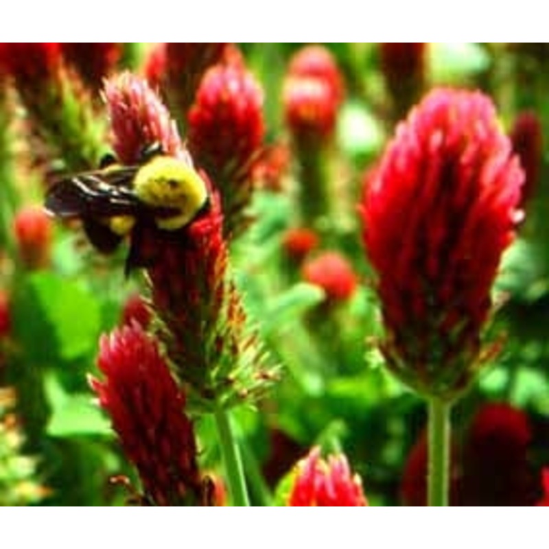 Green Acres Agway Clover Domestic Crimson 50 Lb