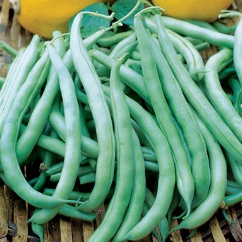 Wetsel Seed Products Bean – Bush – Tenderette – 1/2lb