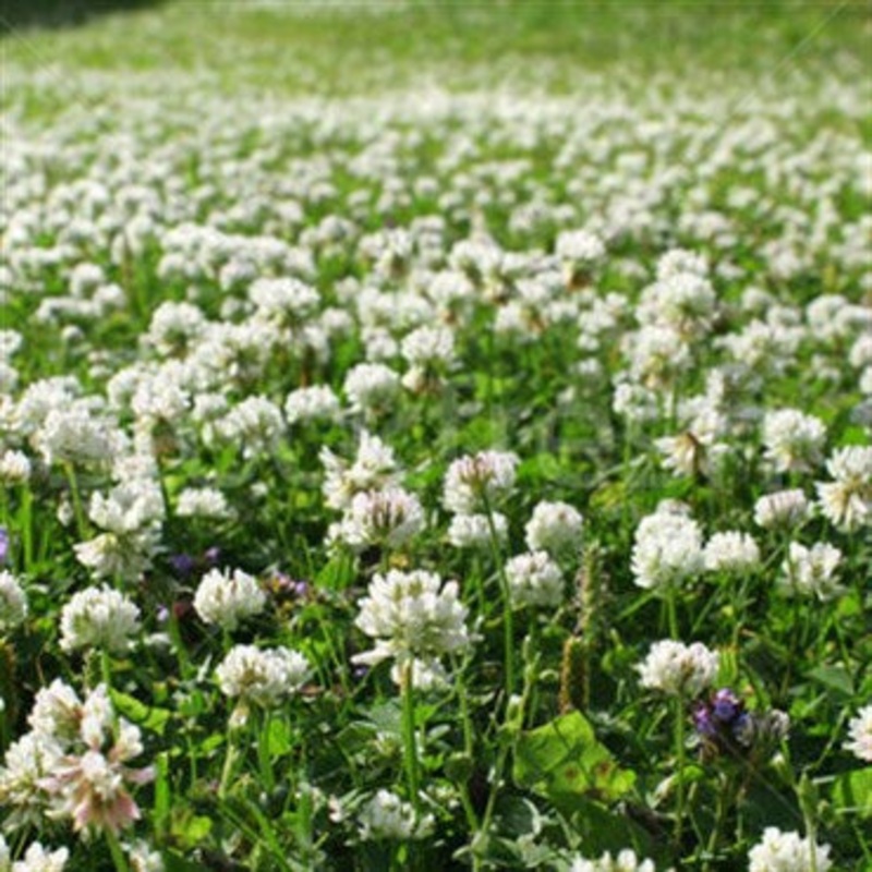 Wetsel Seed Products Clover White Dutch – 50lb