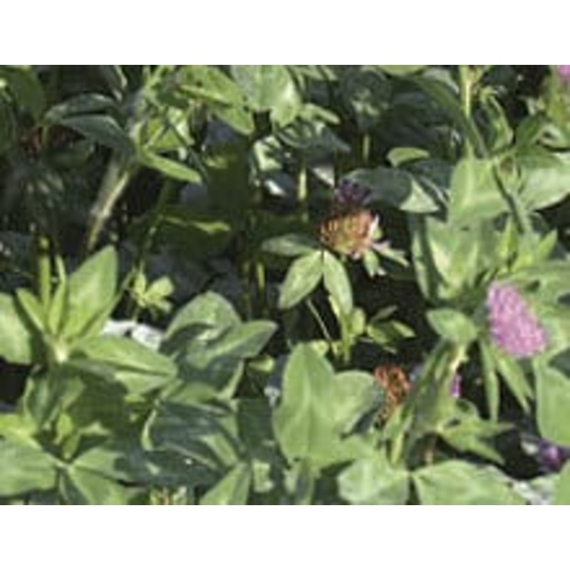 Allied Seed Clover Medium Red Coated 50 lb