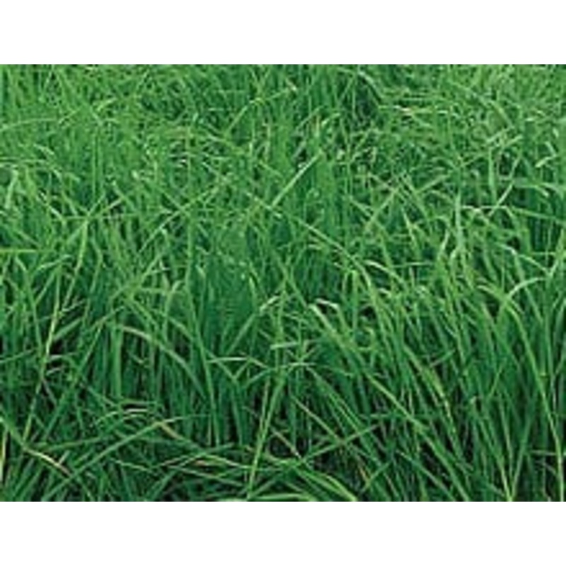 Southern States Orchardgrass Seed 25 lb