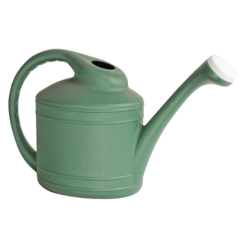 The Ames Watering Can Fern|2-Gallon