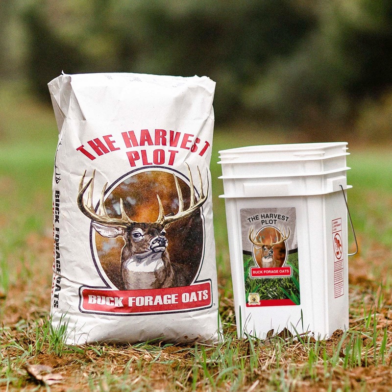 Buck Forage Oats|50 Lb