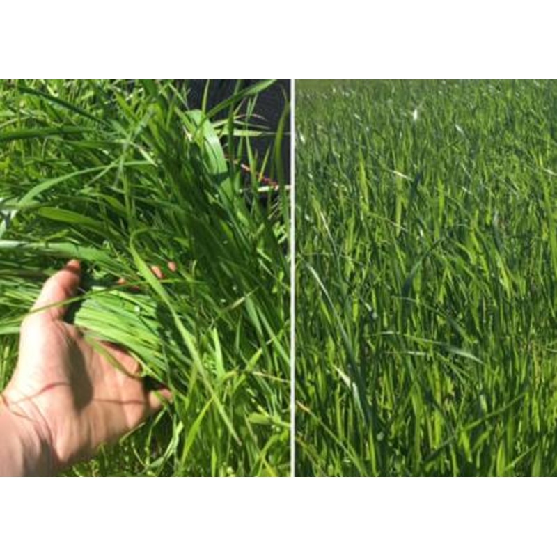 Wetsel Seed Products Ryegrass Annual – 5lb
