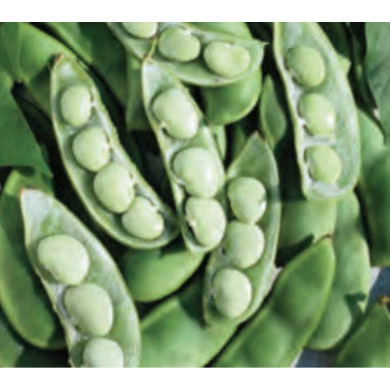 Southern States Vegetable Seeds Fordhook 242 Lima Beans Seeds