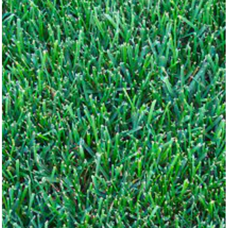 Green Acres Agway Kentucky Bluegrass