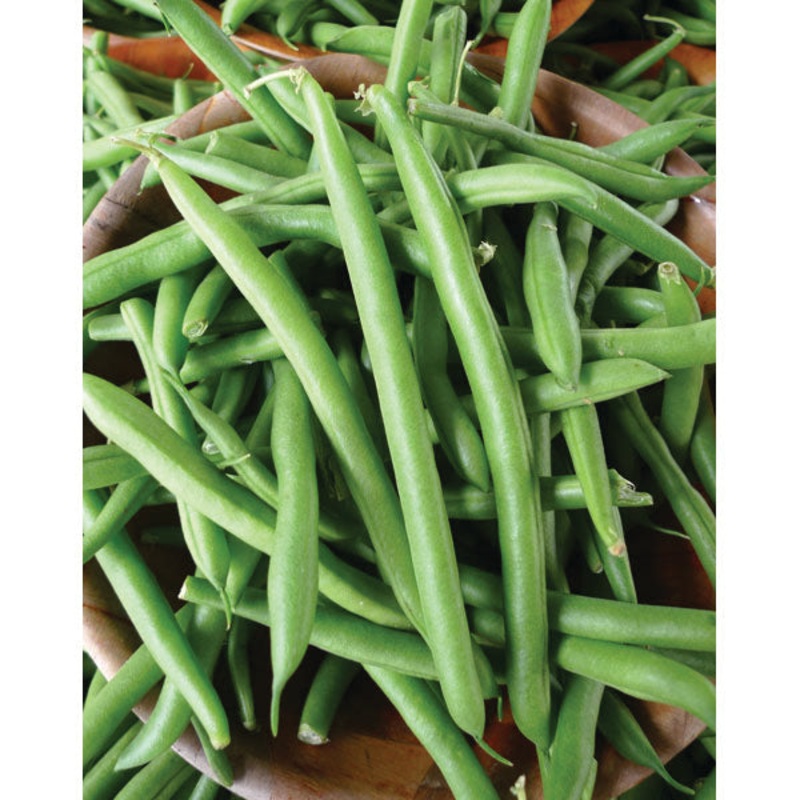 BUSH BEAN WHITE HALF RUNNER|1/2 LB (EACH)|1 LB (EACH)