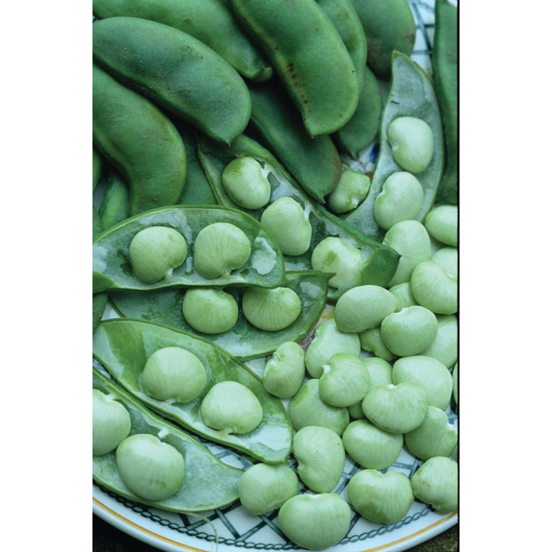 BUSH LIMA BEAN DIXIE BUTTER PEA WHITE