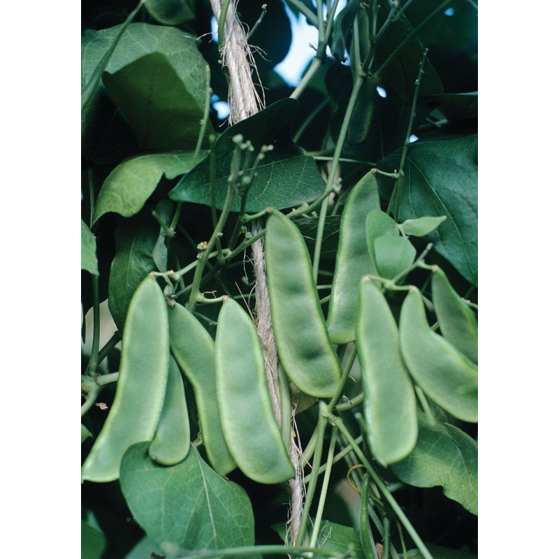 BUSH LIMA BEAN EARLY THOROGREEN