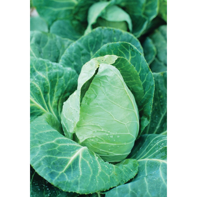 CABBAGE EARLY JERSEY WAKEFIELD