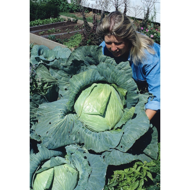 CABBAGE LATE FLAT DUTCH|1/2 OZ (EACH)