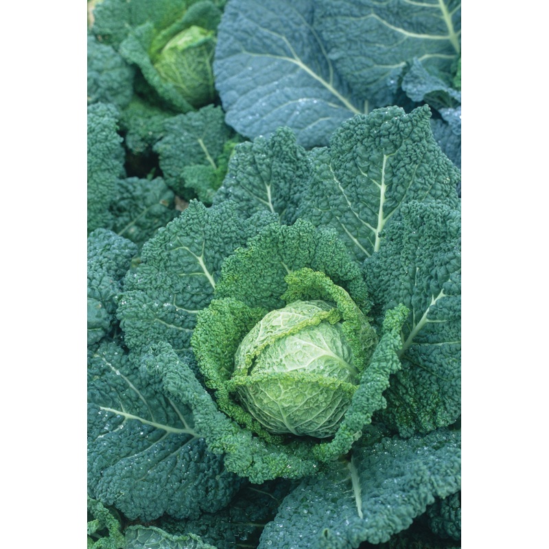 CABBAGE SAVOY PERFECTION|1/4 OZ (EACH)