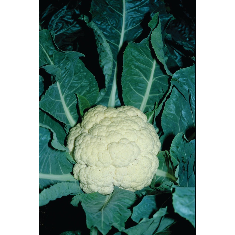 CAULIFLOWER SNOWBALL Y IMPROVED