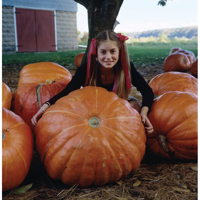 PUMPKIN BIG MAX|1/2 OZ (EACH)