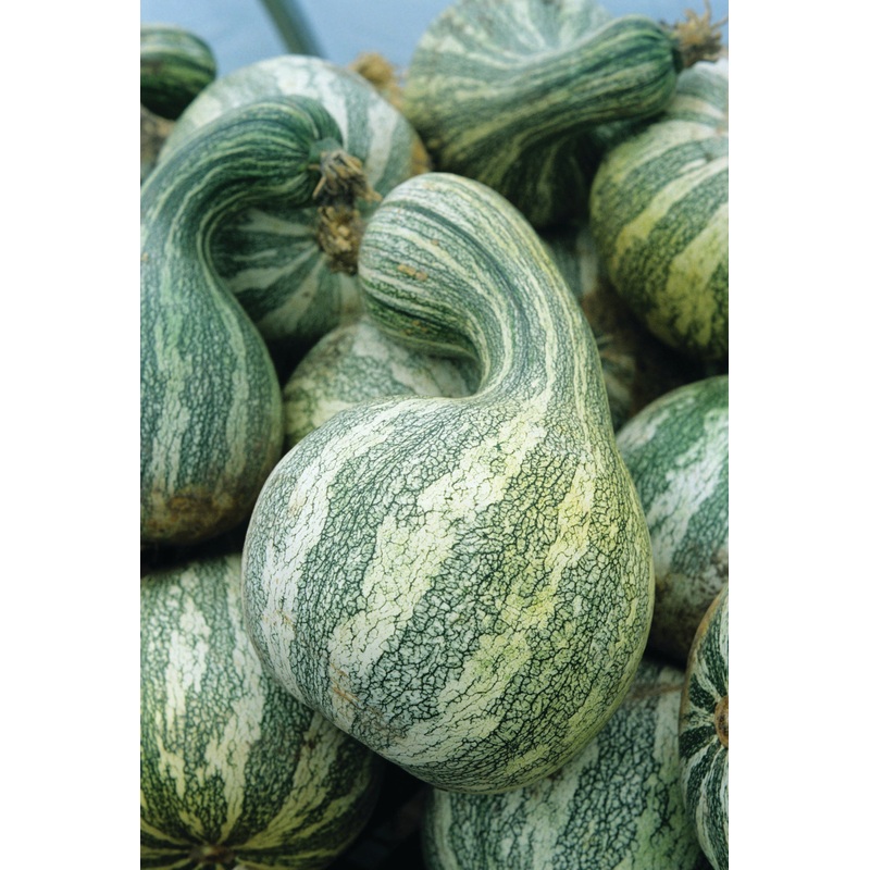 PUMPKIN STRIPED CUSHAW|1/2 OZ (EACH)