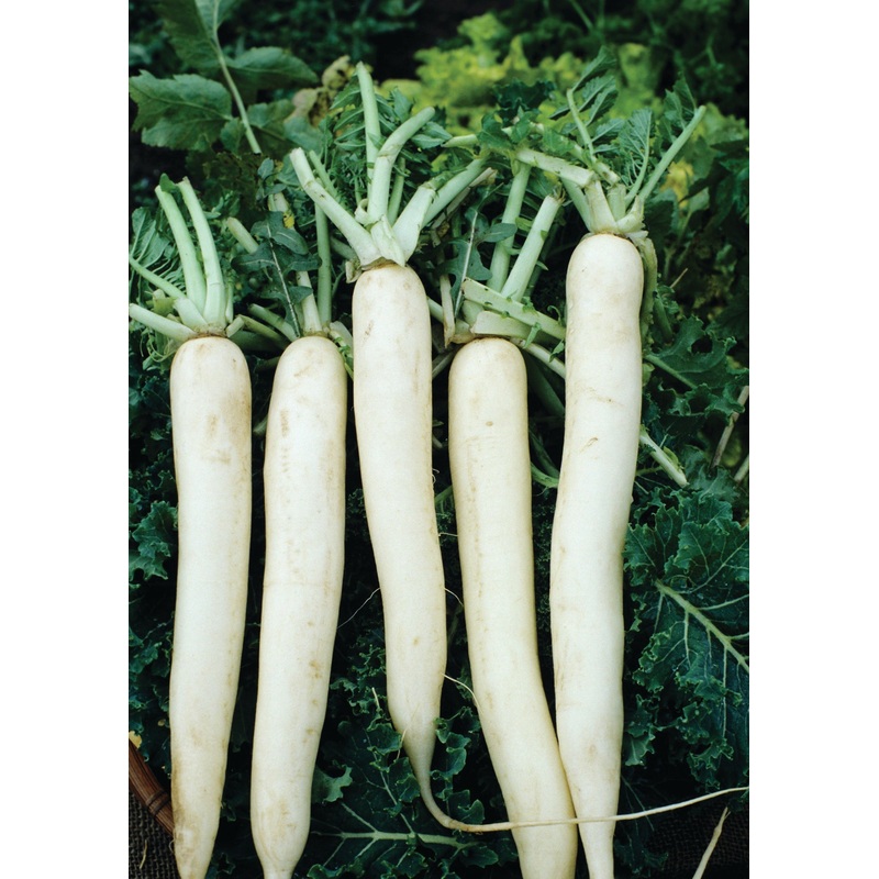 RADISH CHINESE CELESTIAL WHITE