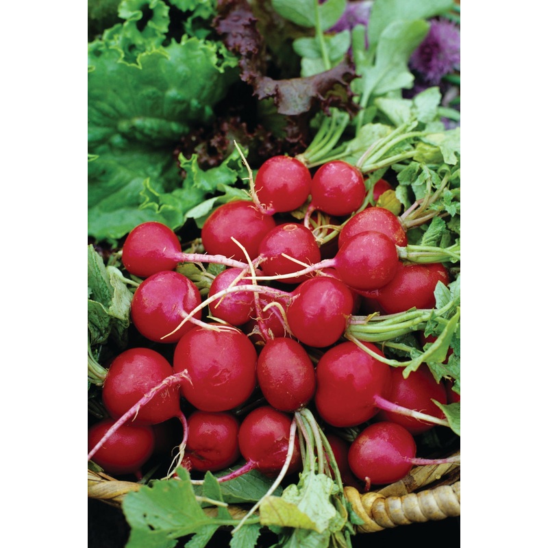 RADISH SCARLET GLOBE|1/2 OZ (EACH)