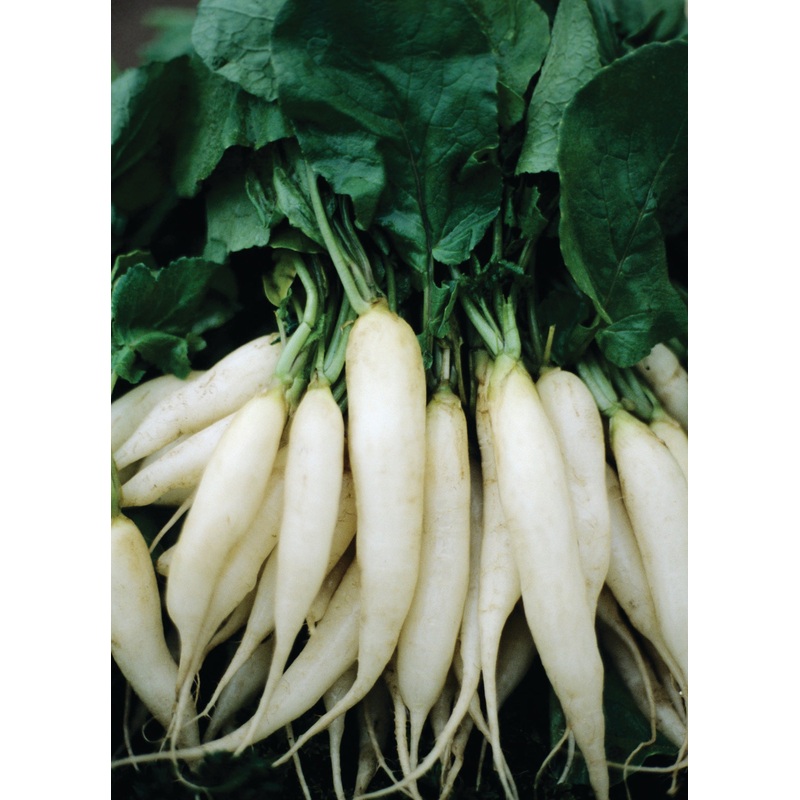 RADISH WHITE ICICLE|1/2 OZ (EACH)