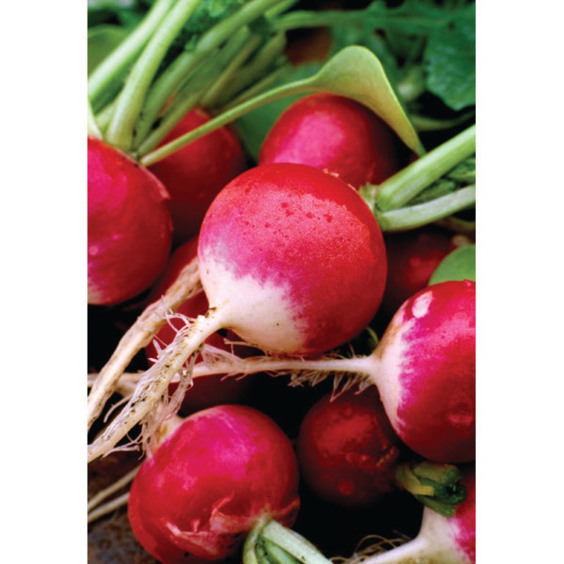 RADISH WHITE TIPPED SCARLET|1/2 OZ (EACH)