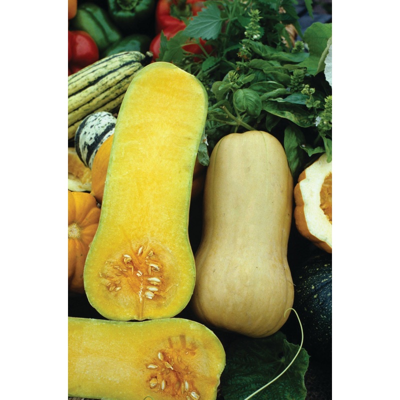 SQUASH BUTTERNUT|1/2 OZ (EACH)
