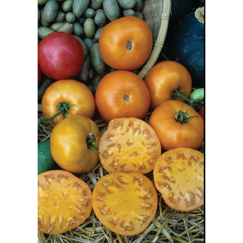 TOMATO GOLDEN JUBILEE|1/4 OZ (EACH)