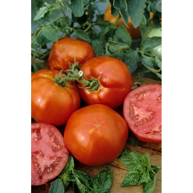 TOMATO HOMESTEAD