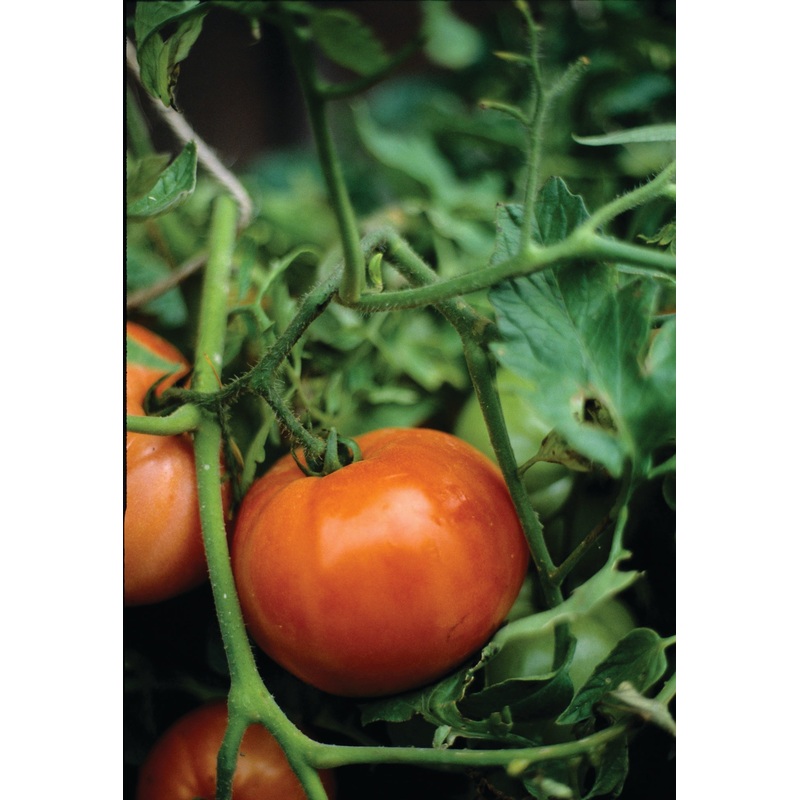 TOMATO MARGLOBE|1/4 OZ (EACH)