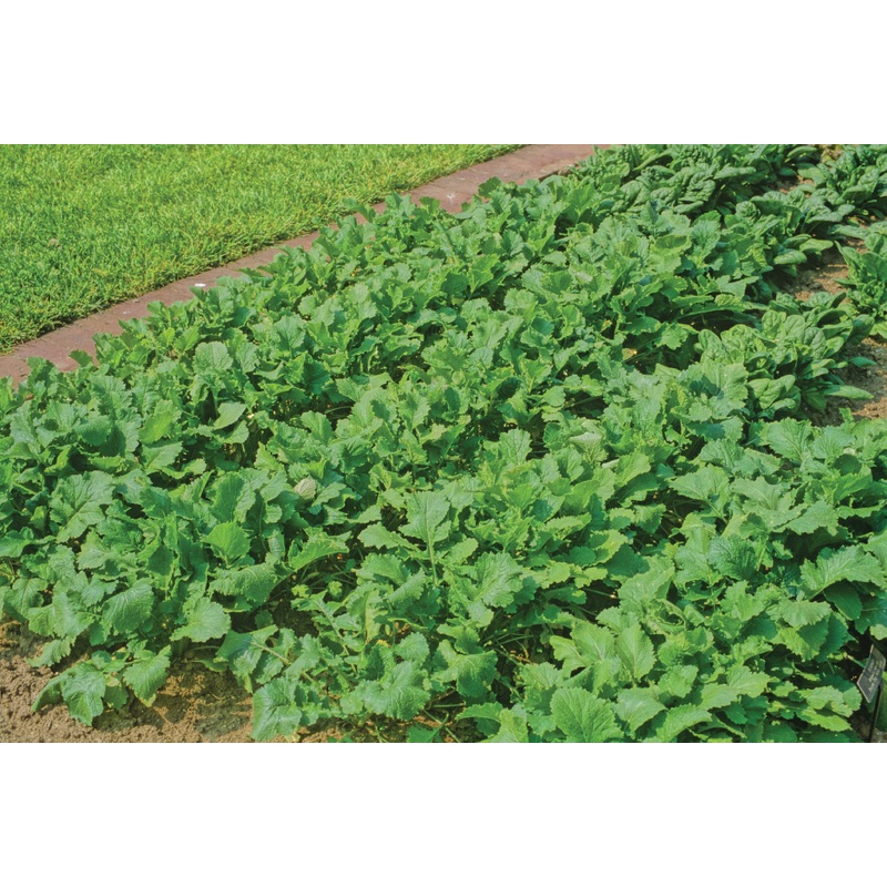 TURNIP TOPPER HYBRID|1/4 OZ (EACH)