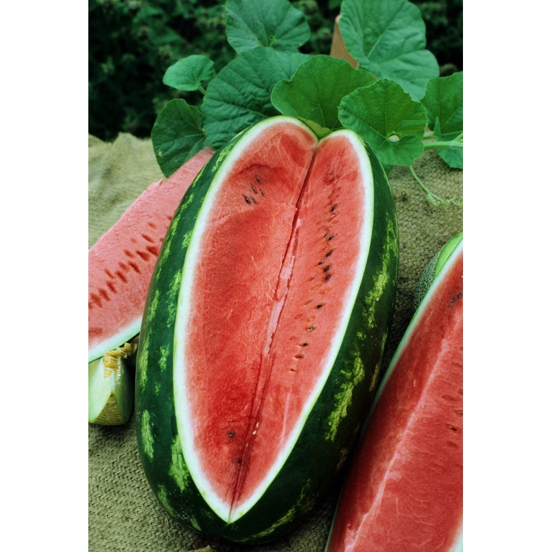 WATERMELON ALL SWEET|1/4 OZ (EACH)