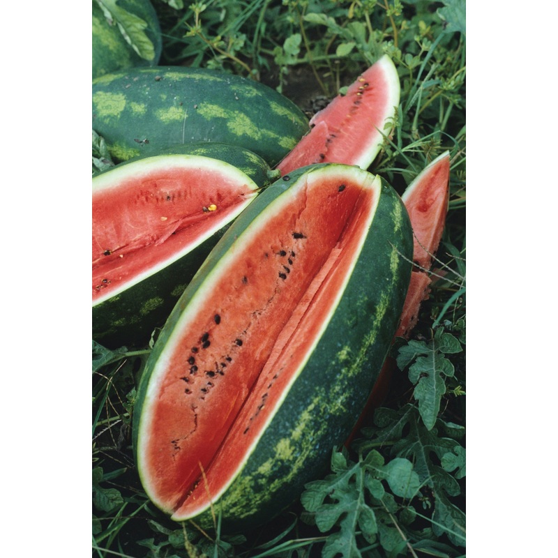 WATERMELON CONGO