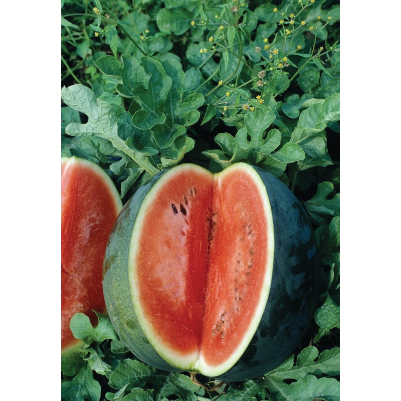 WATERMELON FLORIDA GIANT|1/2 OZ (EACH)