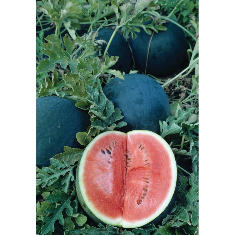 WATERMELON SUGAR BABY|1/2 OZ (EACH)