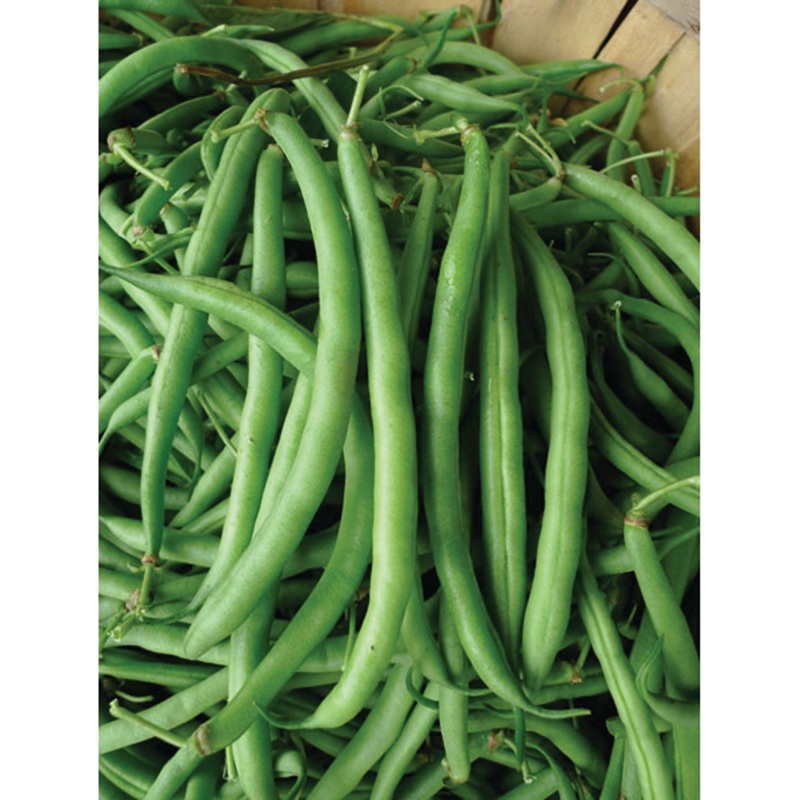 BUSH BEAN BURPEE STRINGLESS GREENPOD