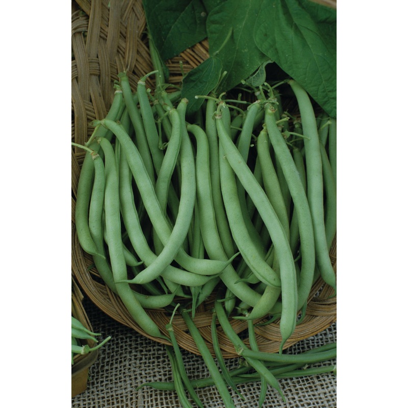 BUSH BEAN CONTENDER|1/2 LB (EACH)|1 LB (EACH)