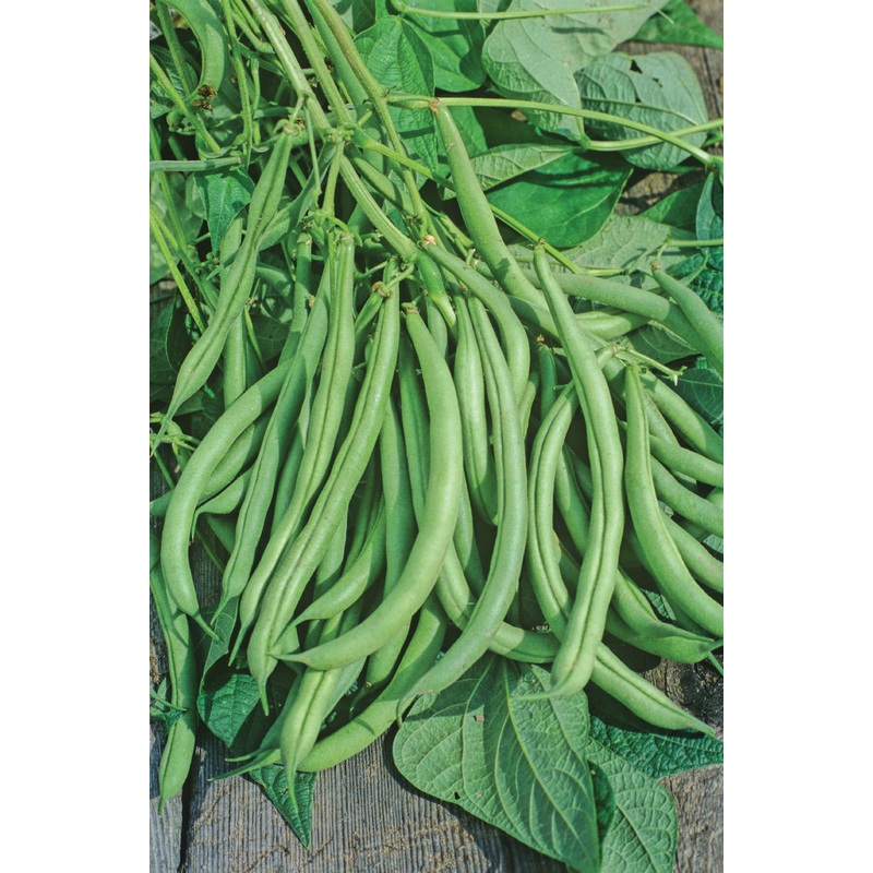 BUSH BEAN MOUNTAINEER HALF RUNNER