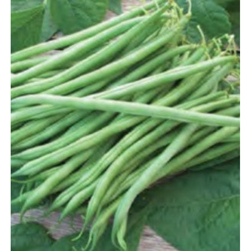 BUSH BEAN TENDERETTE|1/2 LB (EACH)|1 LB (EACH)