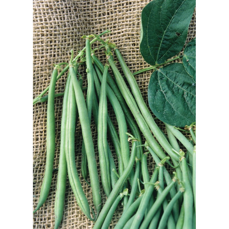 BUSH BEAN TOPCROP|1/2 LB (EACH)|1 LB (EACH)
