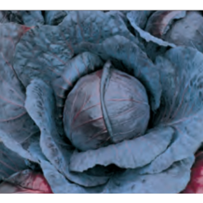 CABBAGE RED ACRE|1/4 OZ (EACH)