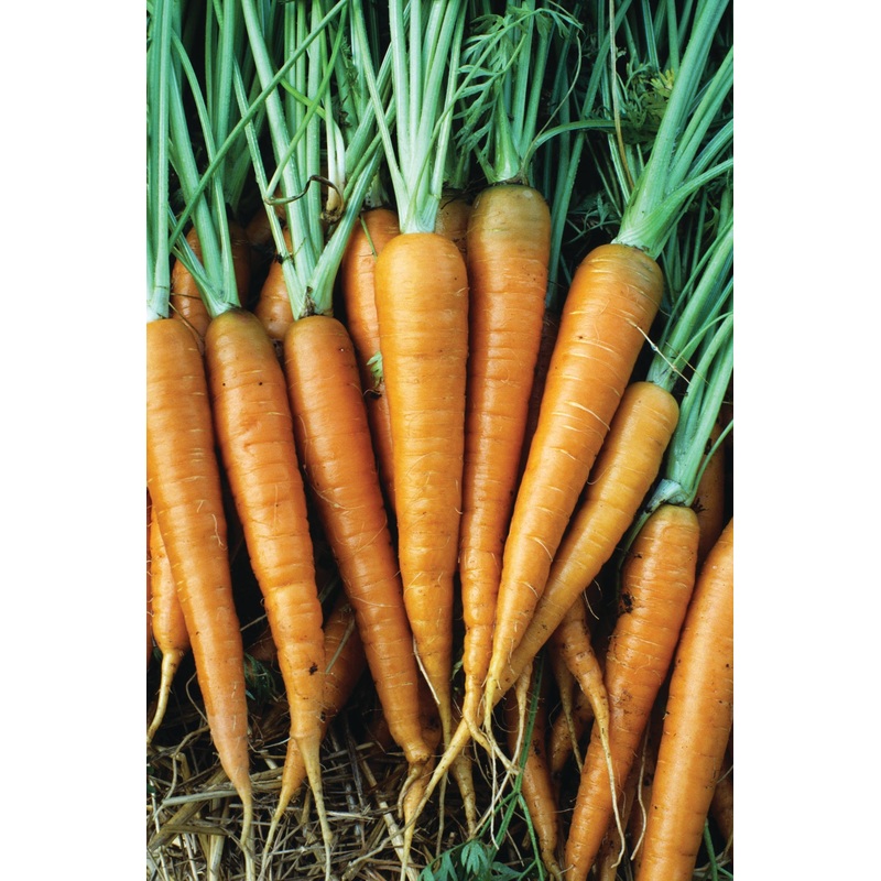 CARROT CHANTENAY|1/4 OZ (EACH)