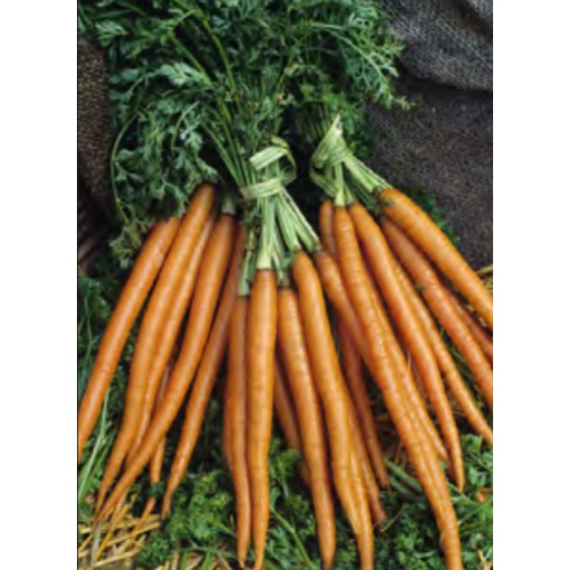 CARROT LONG ORANGE|1/4 OZ (EACH)