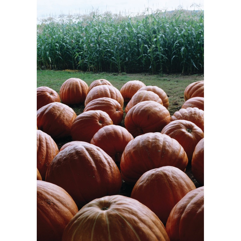 PUMPKIN DILL’S ATLANTIC GIANT