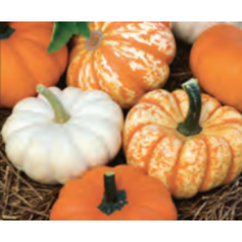 PUMPKIN MINI HRVST BLND|1/4 OZ (EACH)
