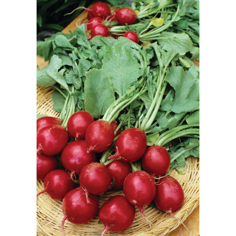 RADISH CHERRY BELLE|1/2 OZ (EACH)