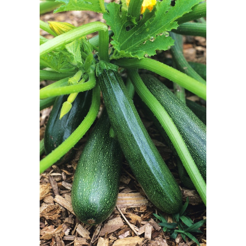 SQUASH BLACK BEAUTY ZUCCHINI|1/2 OZ (EACH)|1/4 LB (EACH)|1/2 oz